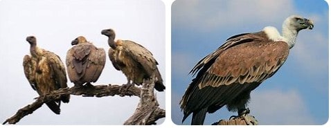 Africa Safari vulture