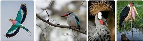 Africa Safari Birds