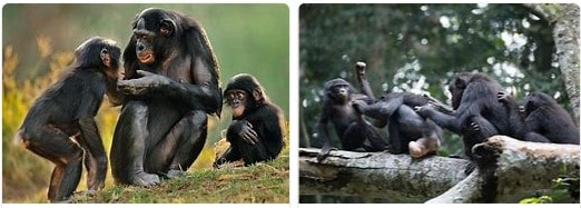 Africa Safari bonobos