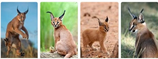 Africa Safari Africa Caracal