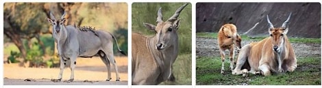 Africa Safari Common Eland