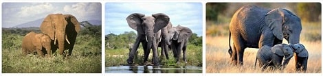 Africa Safari Africa Elephant
