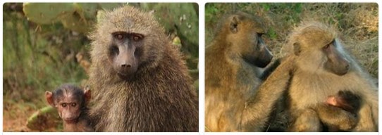 female-baboons