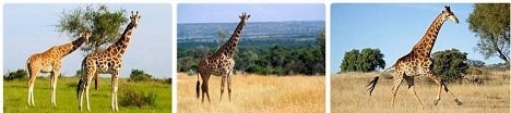 Africa Safari Africa Giraffe