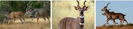 Africa Safari greater-kudu