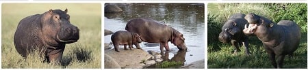 Africa Safari Hippo