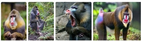 Africa Safari Africa Mandrill