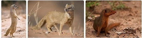 Africa Safari Mongoose