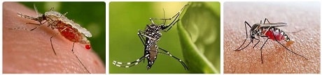 Africa Safari Mosquitos