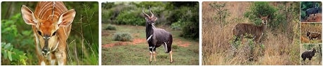 Africa Safari Nyala