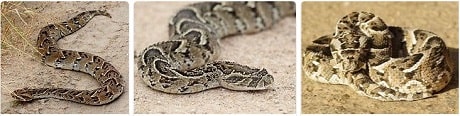 Africa Safari Puff Adder