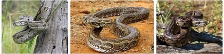 Africa Safari pythons