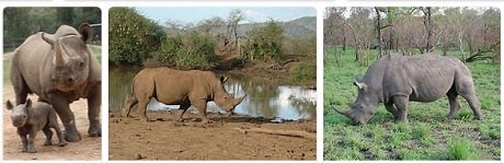 Africa Safari Rhinoceros