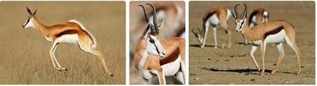 Africa Safari Springbok