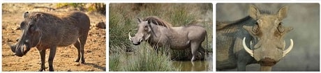 Africa Safari Africa Warthog