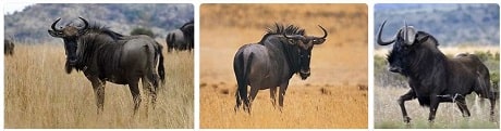 Africa Safari Africa Wildebeest