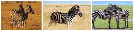Africa Safari Africa Zebra