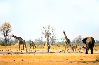 Hwange-National-Park-Zimbabwe
