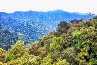 Nyungwe-Forest-National-Park-Rwanda