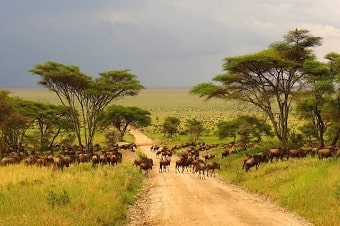 Serengeti-National-Park