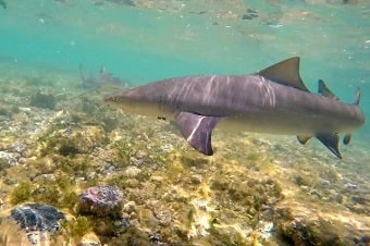 Shark-Bay-Cape-Verde