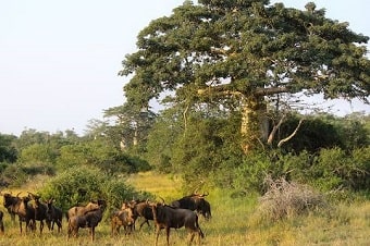 angola-parque-nacional-do-quicama