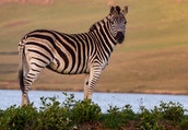 tanzania-3-days-camping