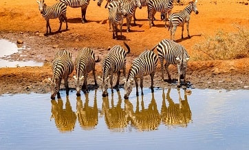 Tanzania safari 24 hours Online Support