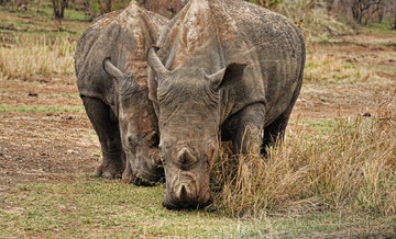 tanzania-4-days-camping