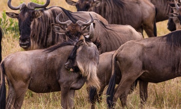 tanzania-3-days-tented-lodge