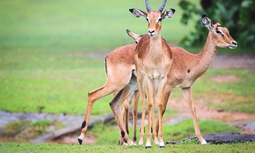 tanzania-6-days-camping