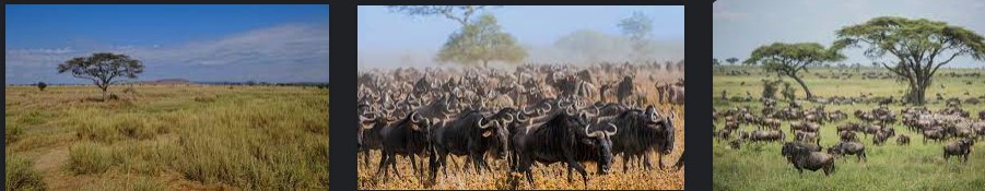 serengeti-national-park